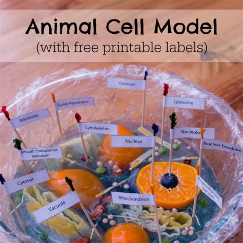 Animal Cell Model - ResearchParent.com