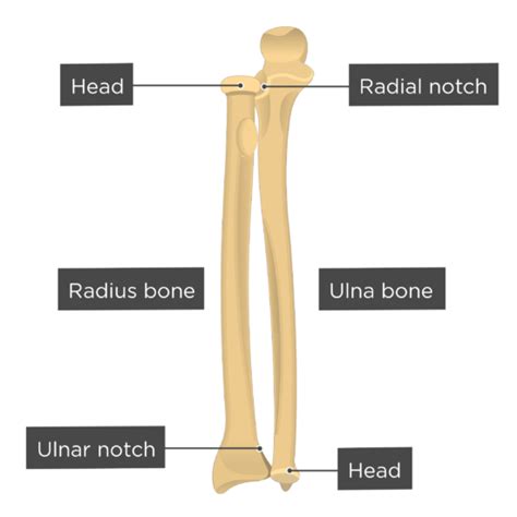 Radius Bone Diagram