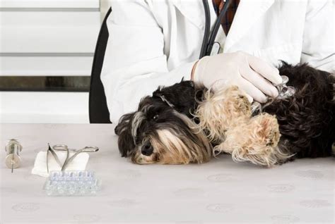 7 Common Miniature Schnauzer Health Problems: Vet-Reviewed Causes ...