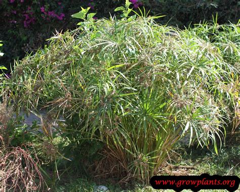 Cyperus alternifolius - How to grow & care