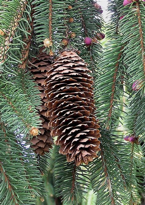 10 Blue Spruce Pine Cones Tall Bulk Package All Natural Bug | Etsy