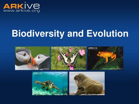 PPT - Biodiversity and Evolution PowerPoint Presentation, free download ...