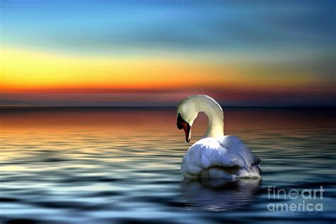 Sunset Swan Photograph by Stephanie Laird - Fine Art America