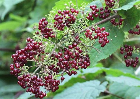 American Spikenard (Aralia racemosa) organically grown flower seeds. Floral Encounters.