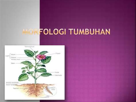 PPT - MORFOLOGI TUMBUHAN PowerPoint Presentation - ID:2008492