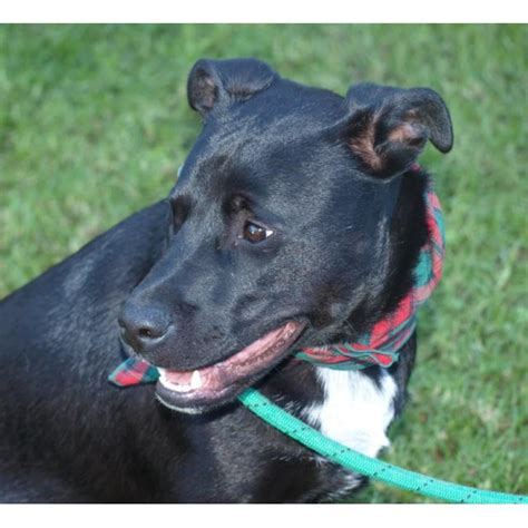 Blaze ~ On Trial 27/8/15 - Medium Male Australian Stumpy Tail Cattle Dog x Staffy Mix Dog in NSW ...