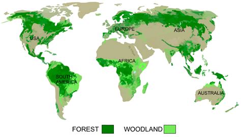 Background Information - Forest Biome