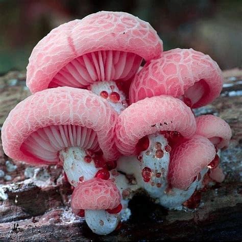 Rhodotus é um gênero da família Physalacriaceae . É um gênero monotípico e consiste da única ...