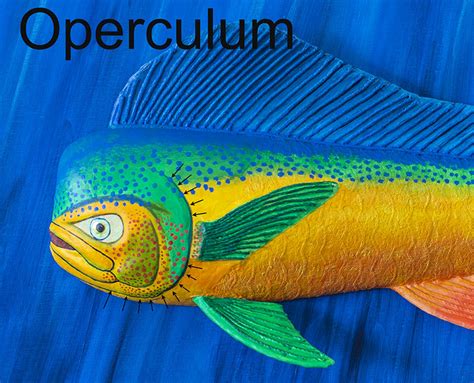 Paper Mache Angler Fish - Operculum - Rich Helms