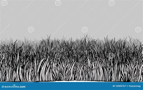 Grass Field Royalty Free Stock Photography - Image: 16905767