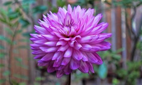 Dahlia Flower HD Wallpapers | HD Wallpapers (High Definition) | Free Background