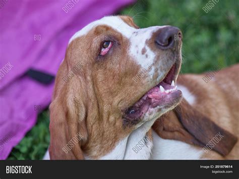 Bloodhound - Hunting Image & Photo (Free Trial) | Bigstock