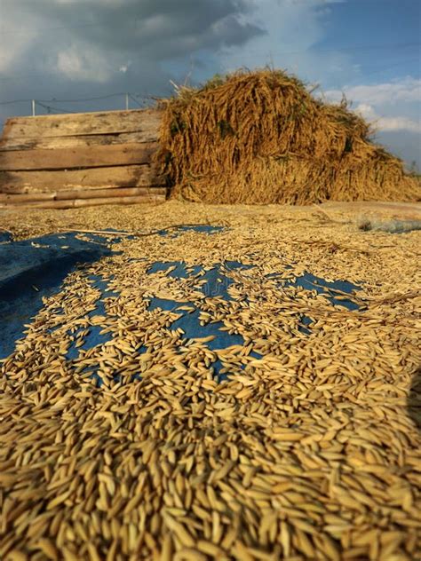 Organic Rice Farming in Indonesia Stock Image - Image of rainy, rice ...