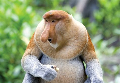 Proboscis monkey | Endangered, Borneo, Long Nose | Britannica