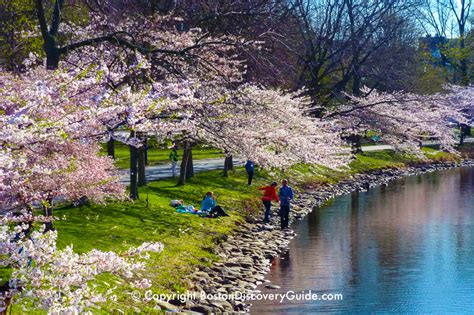 Spring Flowers in Boston | Cherry Blossoms | Boston Discovery Guide