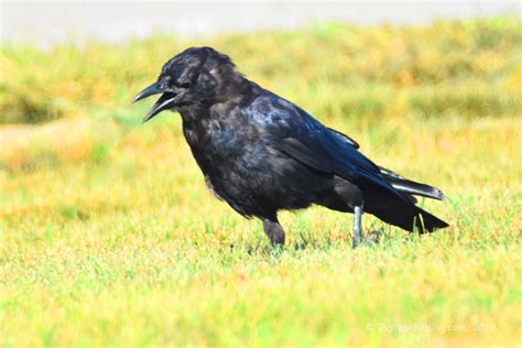 Fish Crow - Big Year Birding