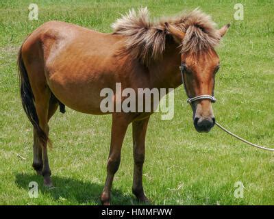 Yonaguni horse / Yonaguni Pony, Yonaguni Island, Okinawa, Japan Stock ...