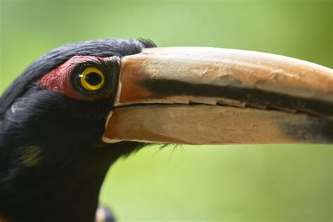 Tour Aves del Bosque Nublado | Photo Wildlife Tours - Fotografía de Aves