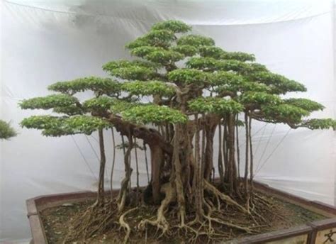 #BonzaiTree | Banyan tree bonsai, Bonsai forest, Bonsai tree