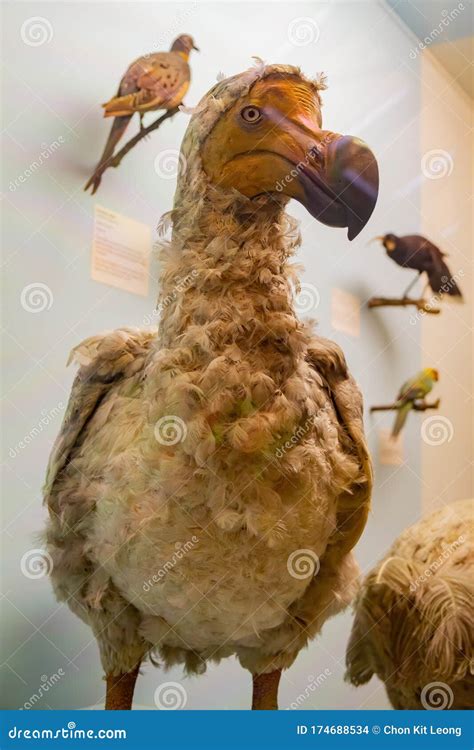 Dodo Bird Model Display in the Natural History Museum Editorial Stock Image - Image of history ...