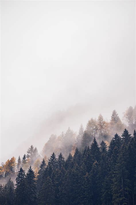 Forest, trees, fog, tops, haze, HD phone wallpaper | Peakpx