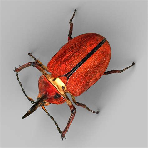 species identification - Identify this insect - beetle (?) - Biology Stack Exchange