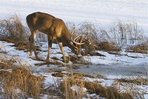 White-tailed Deer In Winter Photograph by Linda Freshwaters Arndt