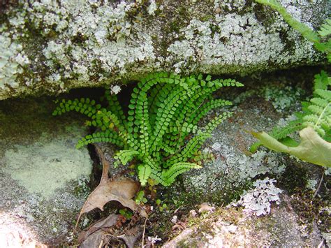 Asplenium trichomanes (maidenhair spleenwort): Go Botany