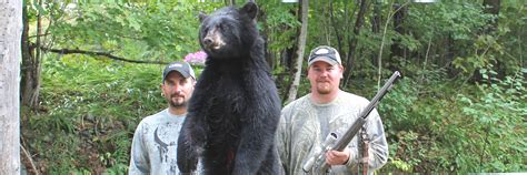 Bear Hunts in Maine's Katahdin & Moosehead Region – Foggy Mountain ...