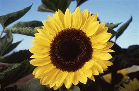 Sunflower-Ukraine National Flower | | Full Desktop Backgrounds