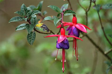 Fuchsia Flower: Meaning, Symbolism, and Colors | Pansy Maiden