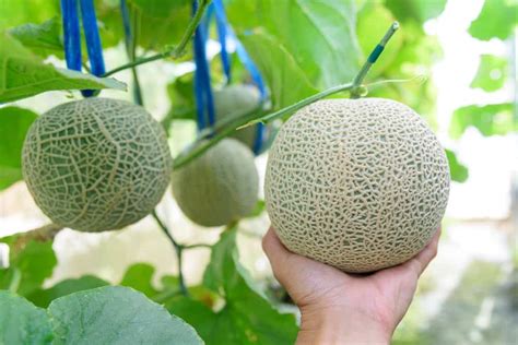 Why is Yubari King Melon So Expensive? (Top 10 Reasons)