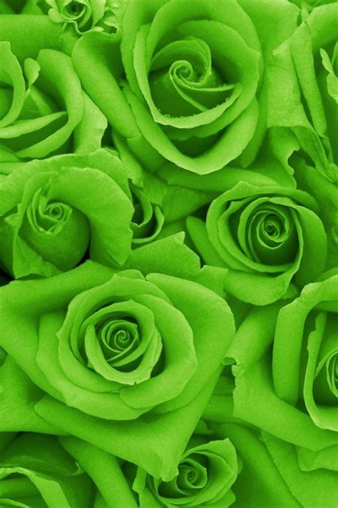 Green Roses Wallpaper