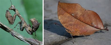 Butterfly Camouflage - is it a leaf or a butterfly? - Australian Butterfly Sanctuary