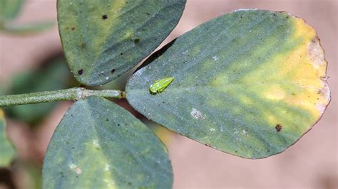 Potato Leafhopper Identification and Damage in Alfalfa - YouTube