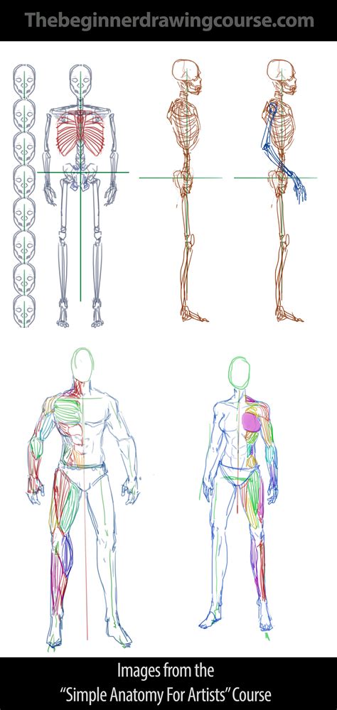 Bones and Proportions - Male and Female Anatomy | Anatomy for artists, Drawing for beginners ...