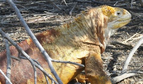 Galapagos Island Land Iguana by Andean Discovery