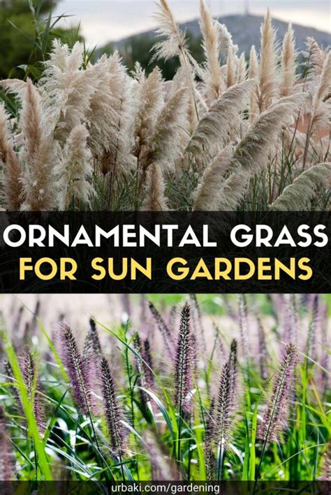 Ornamental Grass For Sun Gardens