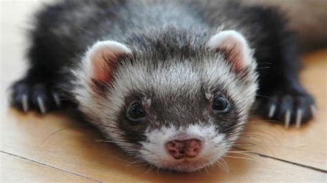 The ferrets whose eyes were wired to be ears