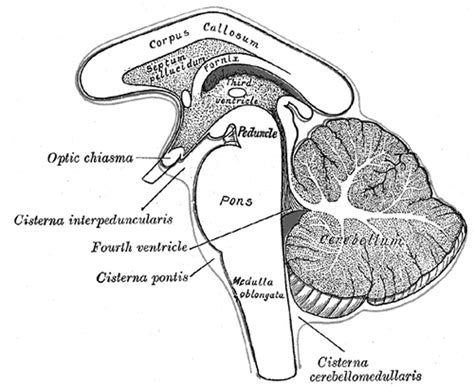 Midbrain And Hindbrain - Integrated MCAT Course