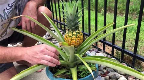 How to Harvest Pineapple Plant and Cut the Top for Planting - YouTube