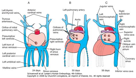 Sinus Venosus - Lab Dab...Lab Dab