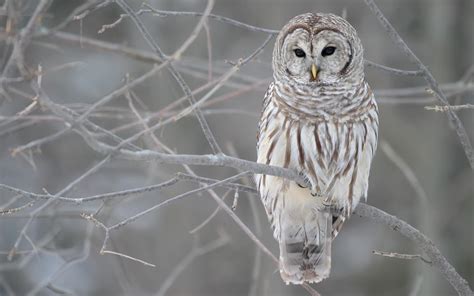 Barred Owl :> - Owls Photo (15864629) - Fanpop