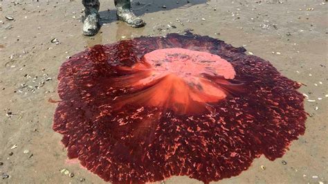 More Giant Stinging Jellyfish Wash Ashore in Maine This Year | The Weather Channel