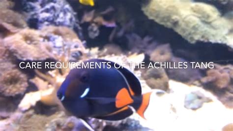 Achilles tang Care (Acanthurus Achilles) - YouTube