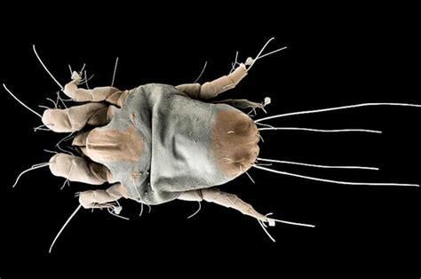 Dust mites defend their genome in a unique way - Futurity