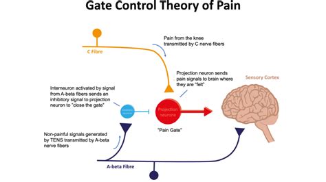 Simple Pain Gate Theory Diagram