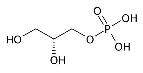 Glycerol 3-phosphate - Wikipedia