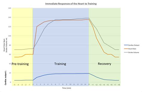 Cardiac output – HSC PDHPE