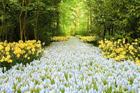 Download Yellow Flower White Flower Daffodil Forest Spring Nature Flower HD Wallpaper